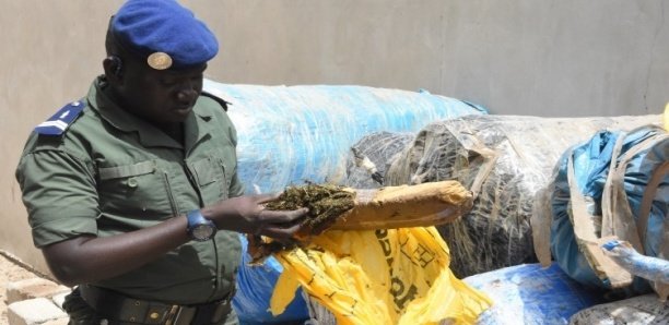 Sedhiou: La police saisit 84 kg de cannabis à la berge du fleuve de Karantaba