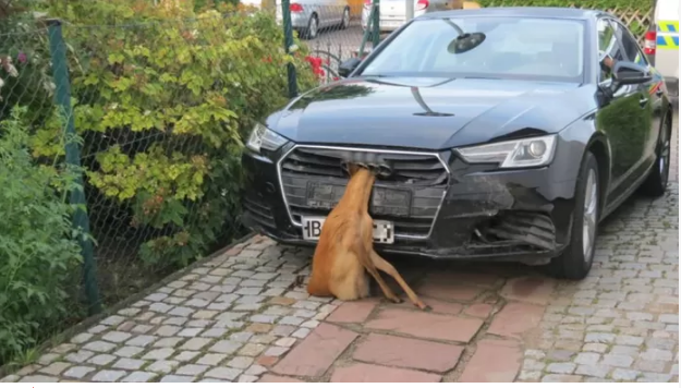 Elle rentre chez elle avec la biche qu’elle a renversée accrochée à son radiateur