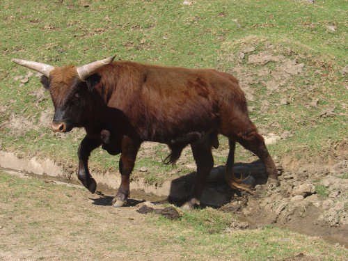 Linguère : Un éleveur de 82 ans mortellement encorné par l’une de ses vaches