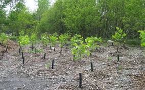 Planter 20 millions d’arbres avant fin septembre est réalisable (Abdou Karim Sall)