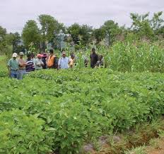 Agriculture : Faire de Sédhiou une région à 100% rizicultivable (Ministre)