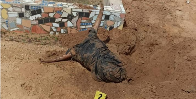 Insolite à Mbour : La tête et des pattes de bœuf noir enterrées au cimetière de Téfess