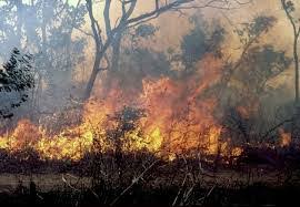 kaffrine : 53 feux de brousse déjà recensés par les Eaux et forêts