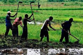 Attribution de terres aux agrobusiness au Sénégal