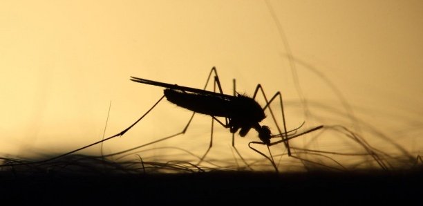 Un nuage de moustiques tueurs balaie le sud des États-Unis