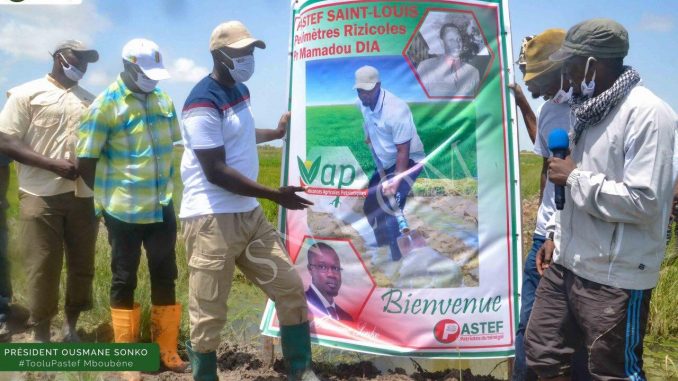 VAP- Encore une démonstration de force de Sonko à Saint-Louis (Photos)