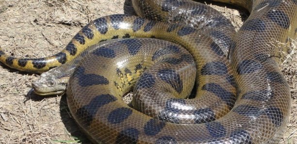 Bambey : Un boa de plusieurs mètres repêché dans les eaux pluviales près de la gare routière