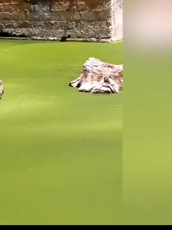 Miracle à Touba : Un garçonnet repêché vivant des eaux stagnantes