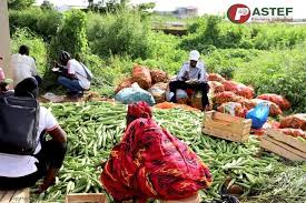 Vacances Agricoles Patriotes: PASTEF réussit son pari et tire profit des  récoltes (photos) - Senalerte.com