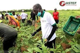 Vacances Agricoles Patriotes: PASTEF réussit son pari et tire profit des  récoltes (photos) - Senego.com