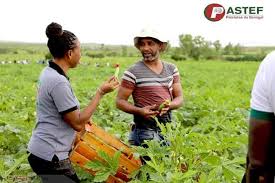 Vacances Agricoles Patriotes: PASTEF réussit son pari et tire profit des  récoltes (photos) - Sunugal24