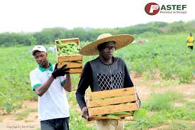 Vacances Agricoles Patriotes: PASTEF réussit son pari et tire profit des  récoltes (photos) – senegaalnet.com