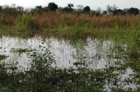 Kaolack : Des centaines d’hectares d’arachide et de mil inondées à Gandiaye