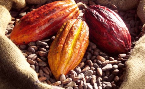 Côte d’Ivoire: 80% du cacao pour la campagne 2020-2021 déjà vendus