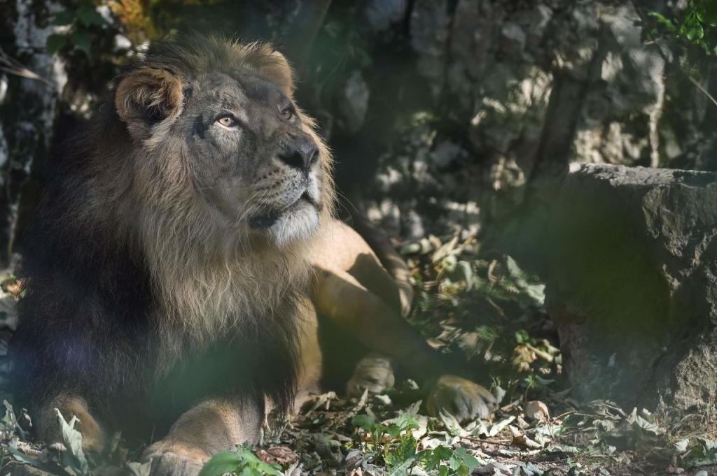 Oussouye : Un lion sauvage suscite la peur !