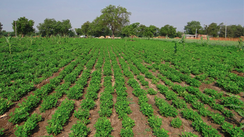 Le premier E-learning agricole en Afrique verra bientôt le jour au Sénégal.