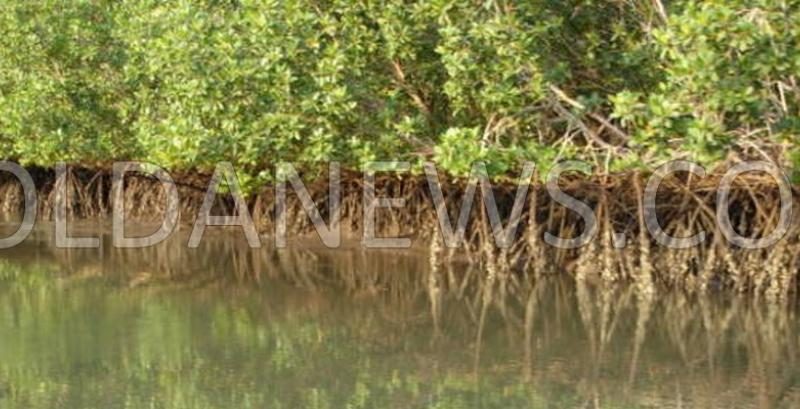 Tendouck : Les eaux et forêts offre un matériel d’une valeur de 30.000.000 FCFA pour la restauration de la mangrove