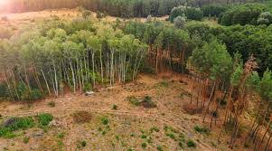 ENVIRONNEMENT- Sédhiou, Kolda et Ziguinchor se liguent contre la déforestation