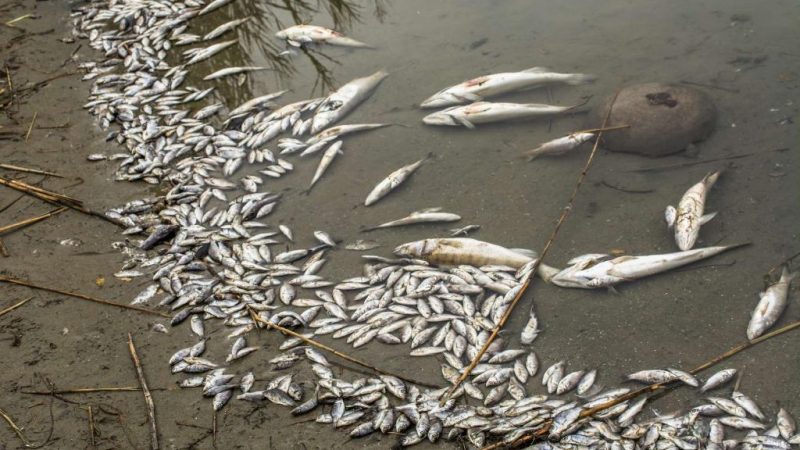 Poissons morts dans le marigot de Mbao: Abdou Karim Sall indexe le niveau de pollution