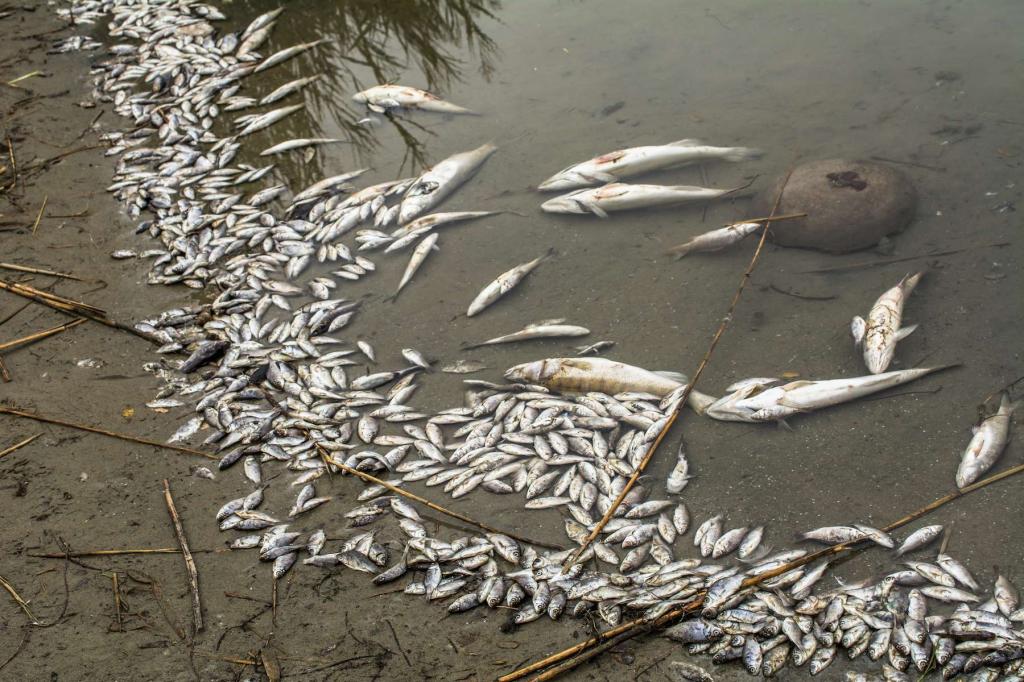 Poissons morts dans le marigot de Mbao: Abdou Karim Sall indexe le niveau de pollution