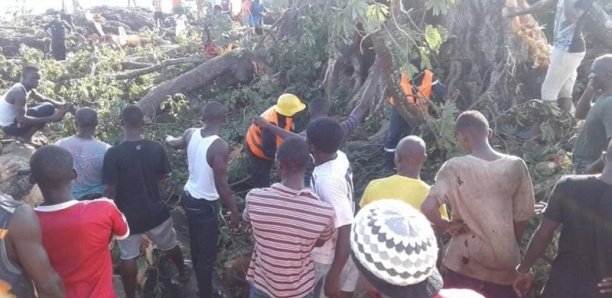 Goudomp : L’effondrement d’un baobab fait plusieurs blessées