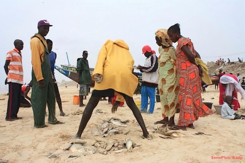 Yoff : Les pêcheurs se démarquent de la « maladie mystérieuse » et tancent sévèrement Ahmed Aidara