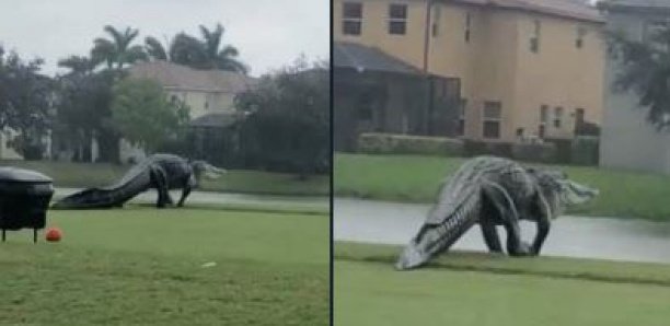 Ouragan Eta : un énorme alligator se baladant sur un terrain de golf fascine les réseaux