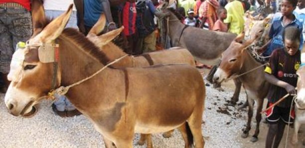 Louga Un garçon d’un an mortellement mordu par un âne