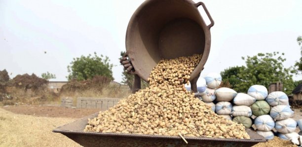 Sénégal : La guerre de l’arachide fait rage entre les exportateurs chinois et les huiliers locaux