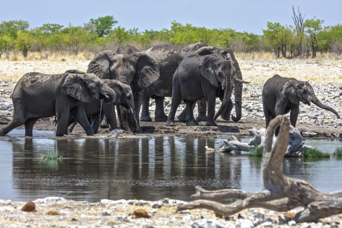 Frappée par la sécheresse, la Namibie vend 170 éléphants