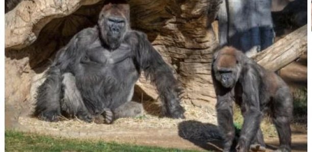 Deux gorilles d’un zoo américain testés positifs au coronavirus