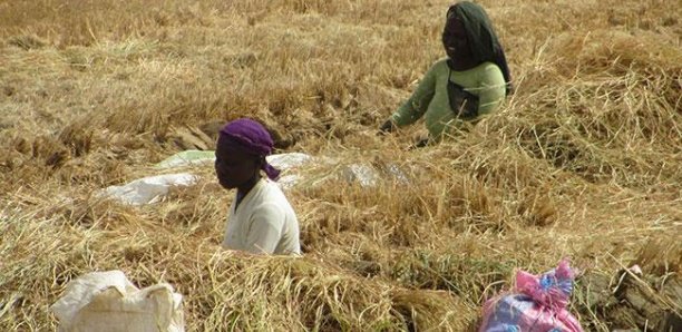 Agriculture / Saint-Louis : SAED et DPV en guerre contre les rats pour préserver les récoltes