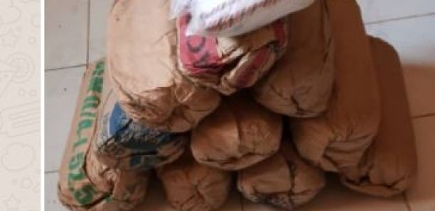 Trafic de drogue à Mbacké: La gendarmerie saisit plus de 70 kg de chanvre indien