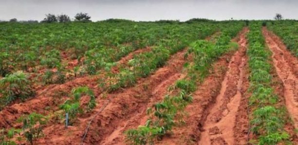 PROJET AGRI-JEUNES : 54 milliards pour créer 150 000 emplois dans huit régions