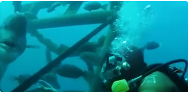 Depuis 30 ans, cet homme rend visite à son amie sous l’eau