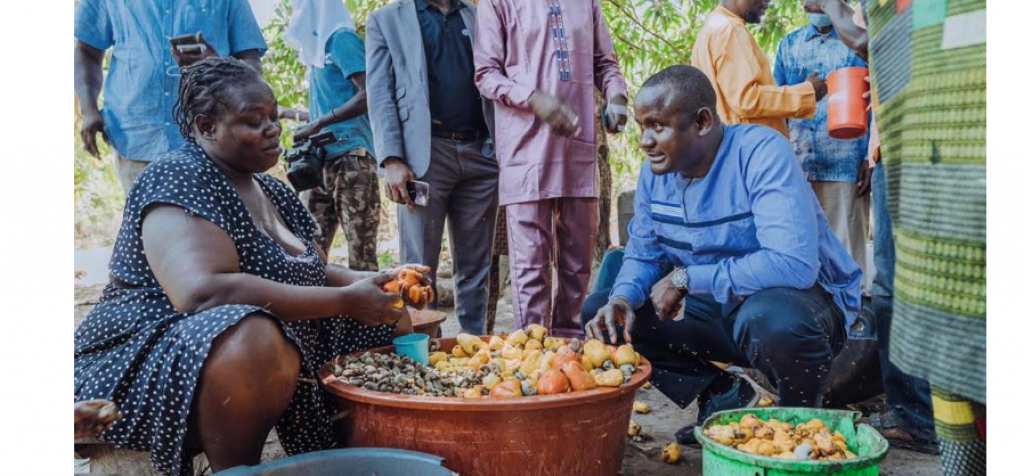 Campagne d’anacarde 2021 en Casamance: La DER casque 12 milliards de FCFA