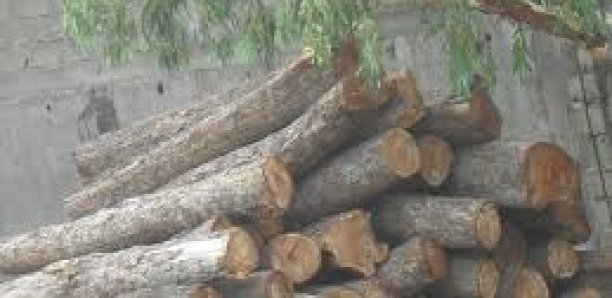 Coupe illicite de bois : 94 millions de recettes en 2020 dans la région de Ziguinchor