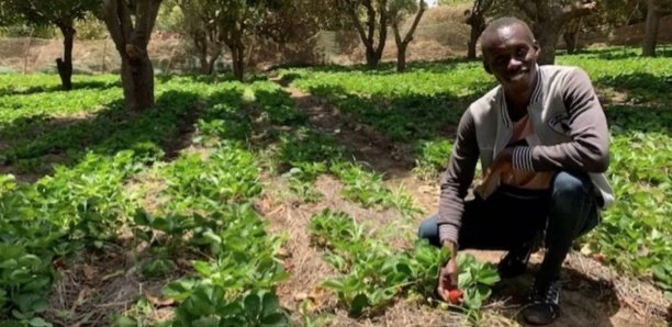 La fraise sénégalaise a le vent en poupe