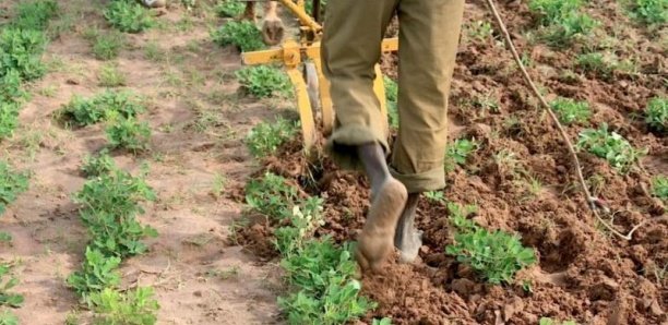 Hivernage-2021 : La Mise En Place Des Semences jugée satisfaisante à Kédougou