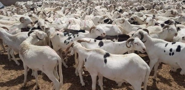 Tabaski-2021 : Sérieuses menaces sur l’approvisionnement en moutons