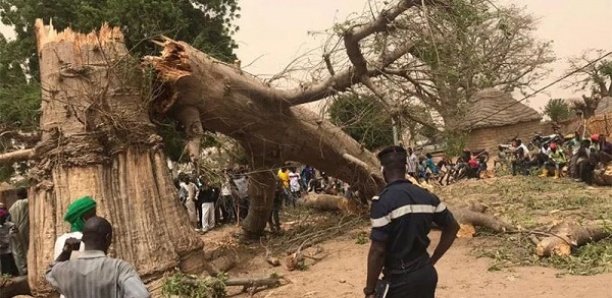 Sédhiou : Un cycliste reçoit un coup mortel lors de l’abattagde d’un arbre