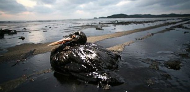 Exploitation pétrolière : un expert anticipe le danger des marées noires sur la biodiversité marine