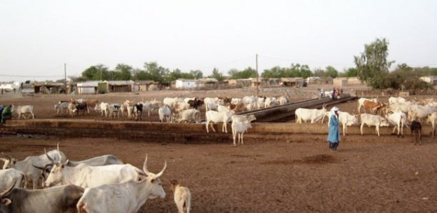 Développement exploitation pastorale : Une subvention de 2 milliards 800 francs Cfa pour les jeunes et les femmes éleveurs du monde rural