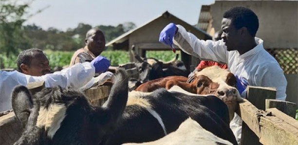 Lutte contre les maladies animales : La FAO et l’EISMV signent un protocole d’accord