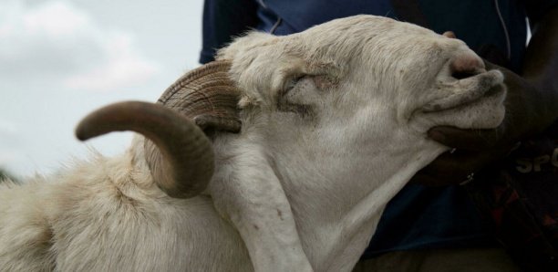 Tabaski : Au Sahel, le commerce de moutons mis en péril par la « maudite » guerre