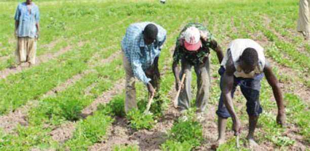 Installation tardive de l’hivernage : Inquiétude chez les agriculteurs du Saloum