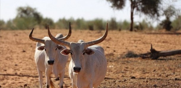 Khombole : Comment un berger a perdu une trentaine de vaches