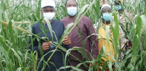 Agriculture : Les paysans de Sédhiou face au retard et au déficit d’intrants et de matériels agricoles