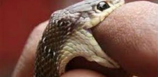 Un Sous-préfet mordu par un serpent dans son bureau