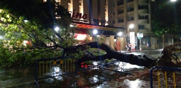 Pluie et vent fort à Dakar : Un arbre déraciné au centre-ville